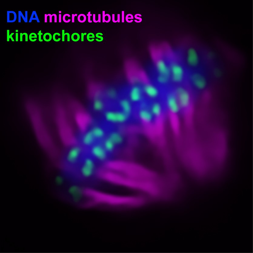 The image depicts a single metaphase I cell from Bombyx mori spermatogenesis. Kinetochores are shown in green, microtubules in magenta, and DNA in blue.