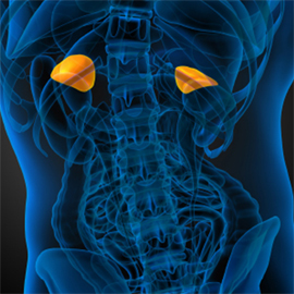 Stock image of the adrenal glands