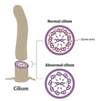 Tiny structures called dynein arms are vital to the movement of cilia.