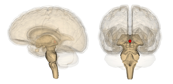 Diagram of front and side view of human brain, showing location of pineal gland