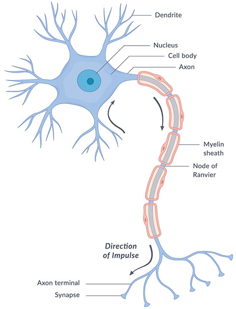 Make a sketch of the human nerve cell. What function do nerve cells perform?
