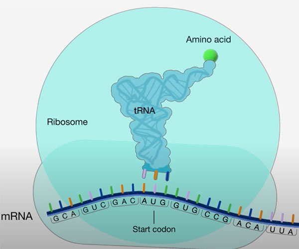Illustration showing a transfer RNA (tRNA) molecule bearing an amino acid. The tRNA recognizes the “AUG” start codon on a strand of mRNA.