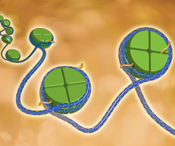 A blue strand of DNA wrapped around green histone proteins. 