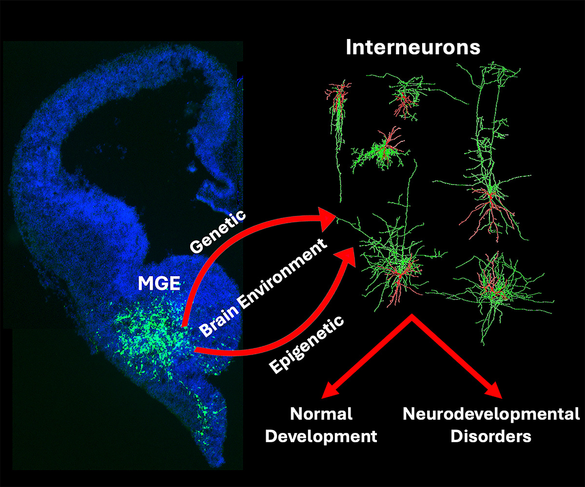 On the left is a section of the brain’s MGE labeled in green against blue fluorescence. On the right are images of interneurons. In between the two panels, there are two red arrows going from the MGE to the interneurons; the arrows are labelled genetic, brain environment, and epigenetic. At the bottom of the interneurons are two red arrows labeled normal development and neurodevelopmental disorders.