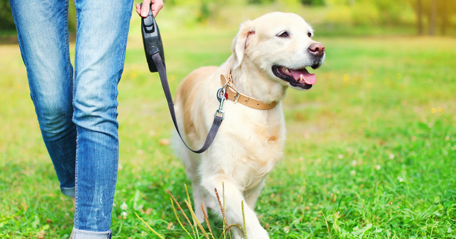 Dog on a leash. Legs and hand of person holding the leash are visible.