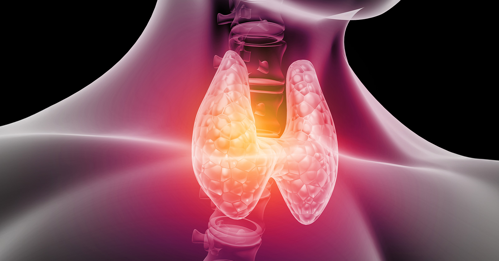 Transparency showing the thyroid’s location in the throat.