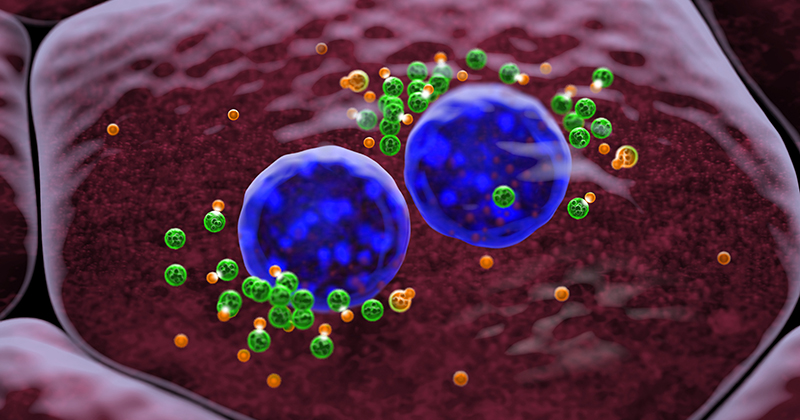 A large round cell with a red background has two nuclei (blue) inside the center and multiple smaller circles of green and orange floating around.