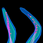 Two blue and green whiplike structures against a black background. The one on the left is straight and has a network of red dots connected by pink lines running throughout. The one on the right is kinked and has fewer red dots that are not well-connected by pink lines.