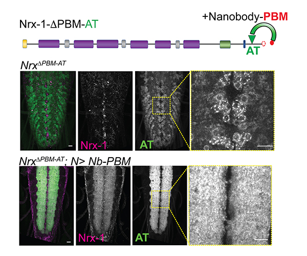 The top diagram is a line with segments labeled yellow, purple, gray, and green. The microscopy images are in two rows with four panels each, showing segments of spinal cord against a black background.