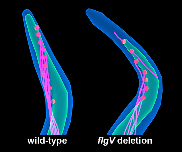 Two blue and green whiplike structures against a black background. The one on the left, labeled “wild-type,” is straight and has a network of red dots connected by pink lines running throughout. The one on the right, labeled “flgV deletion,” is kinked and has fewer red dots that are not well-connected by pink lines.