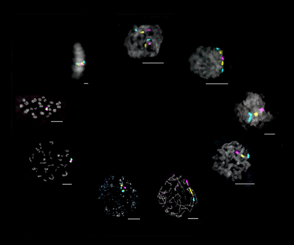 Chromosomes are shown in blue, pink, and yellow during various stages of prophase and prometaphase. The nuclei are arranged in a circular clock pattern.