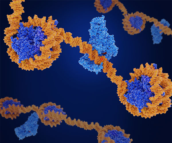 Three strands of DNA run horizontal, and each strand has sections of DNA wrapped around histones and other sections that are open.