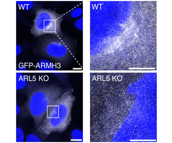 Four panels show blue cell nuclei surrounded by white dots representing ARMH3 against a black background. In the top panels, labeled WT, the white dots are highly concentrated just outside the nuclei. In the bottom panels, labeled ARL5 KO, the dots are distributed more diffusely.