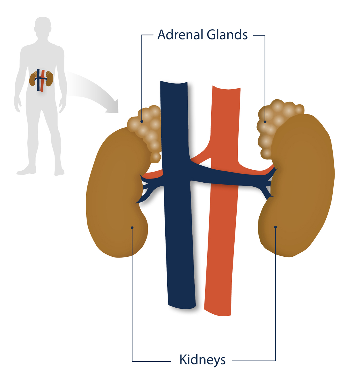 Position of the adrenal glands and kidneys in the human body