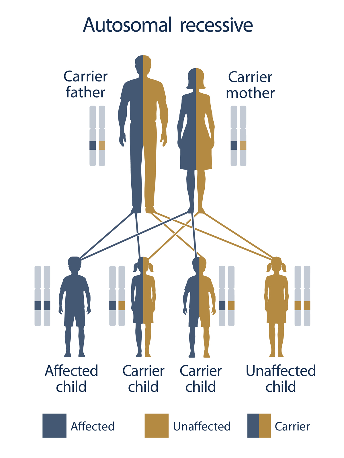 what is an example of an autosomal recessive genetic disorder