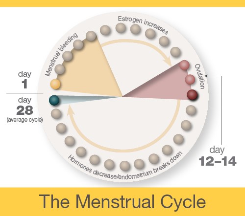 Team Bio-Nic - A woman's menstrual cycle is roughly 23 to 38 days
