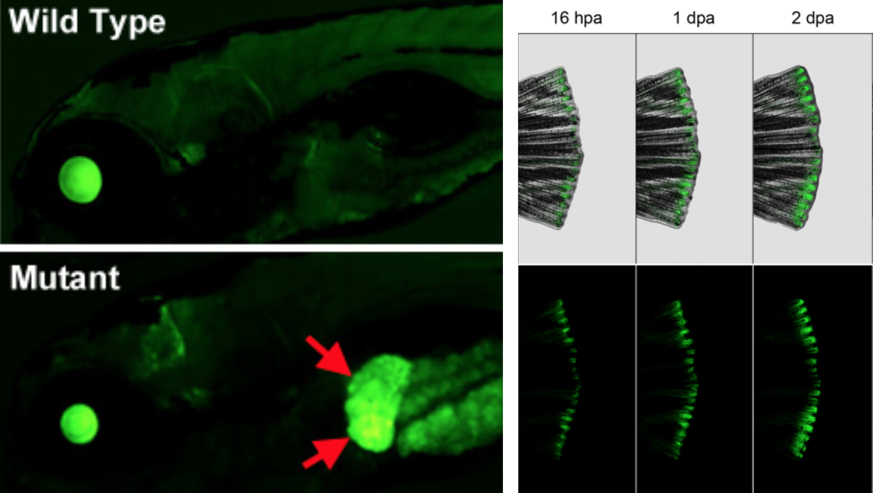 Zebrafish “EpiTag” epigenetic reporter