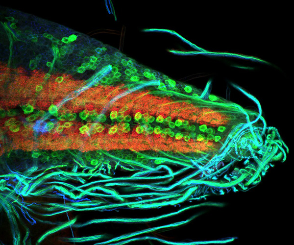 Microscopy section with green, blue, and orange highlights showing components of the fruit fly nervous system, including the spine-like ventral nerve cord.