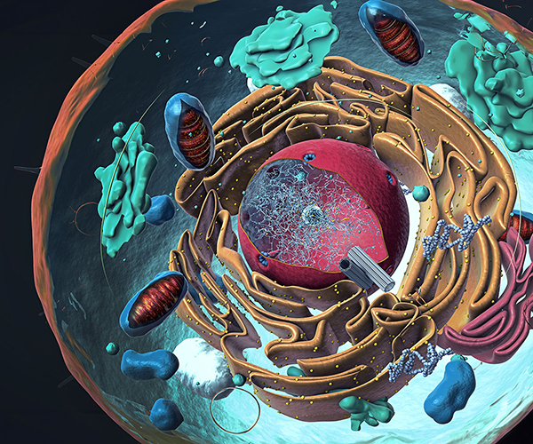 Three dimensional rendering of the inside of a cell. Organelles like the nucleus, endoplasmic reticulum, and Golgi bodies are visible.