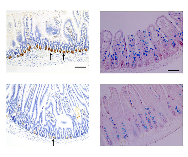 Four sections of mouse intestine. Top left shows high levels of brown staining in the crypts. Bottom left shows comparatively little brown staining. Top right shows blue staining concentrated in the villi. Bottom right shows blue staining concentrated in the crypts.