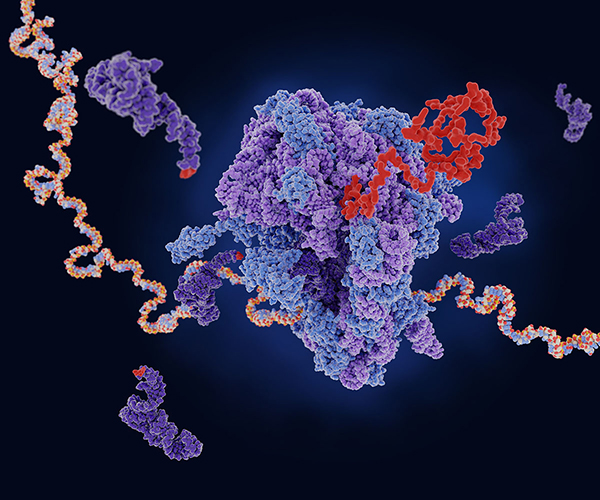 Three dimensional rendering of translation. Orange messenger RNA is translated by a purple ribosome into red protein.