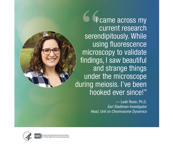 Quote from Leah Rosin, Ph.D., Earl Stadtman Investigator and Head of the Unit on Chromosome Dynamics: "I came across my current research serendipitously. While using fluorescence microscopy to validate findings, I saw beautiful and strange things under the microscope during meiosis. I’ve been hooked ever since!"