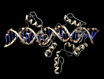 Ribbon representation of a protein interacting with a DNA double helix.