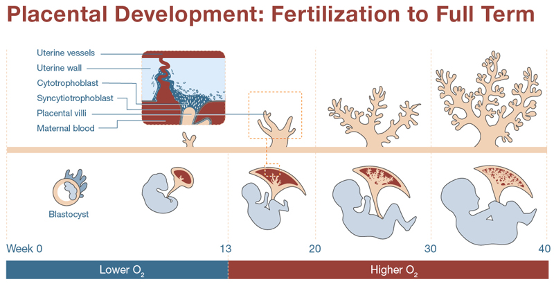Placental Development: Fertilization to Full Term