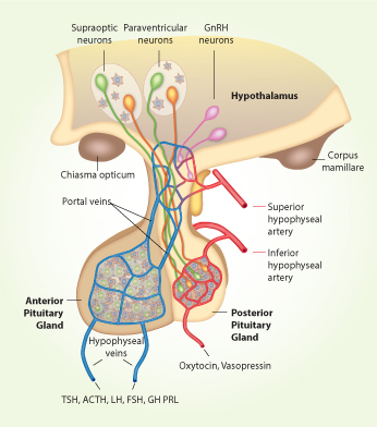 pituitary gland model