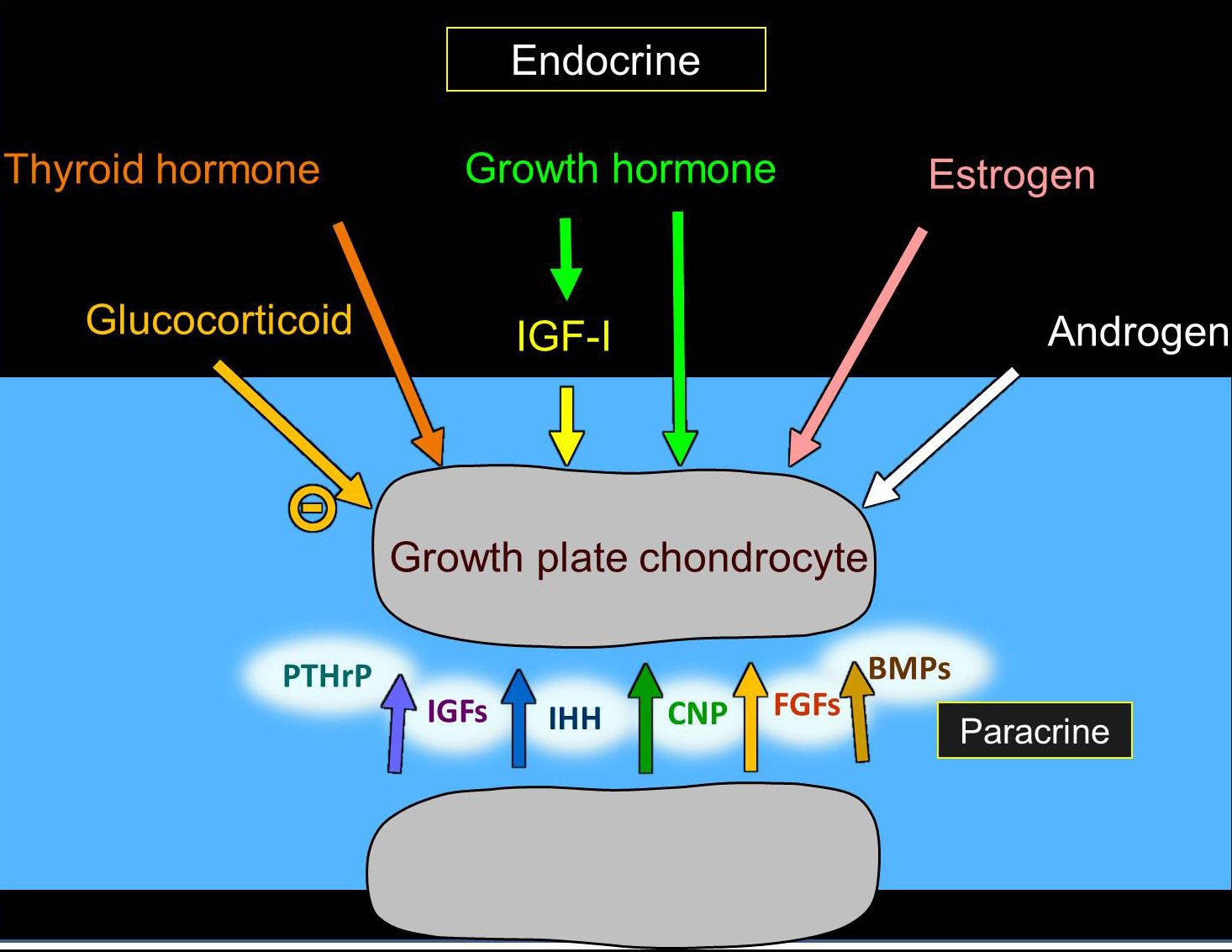 Jeffrey Baron Lab Section on Growth and Development NICHD Eunice