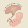 image of placenta and fetus