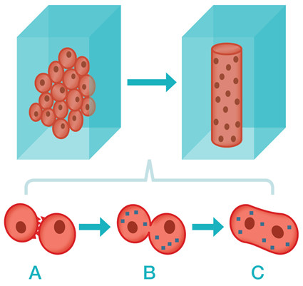 Graphic showing process of cell fusion.