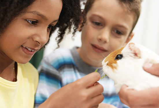 Stock image of children with guinea  pig.