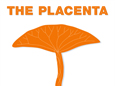 Placenta Infographic
